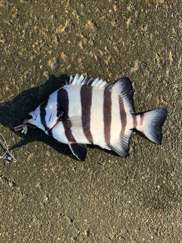 イシダイの釣果