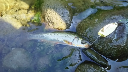 ウグイの釣果