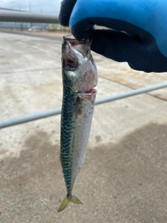 サバの釣果