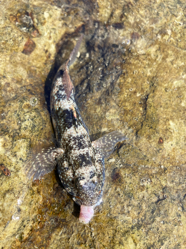 釣果