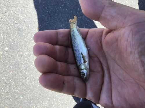 アブラハヤの釣果