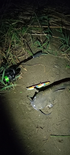 アメリカナマズの釣果