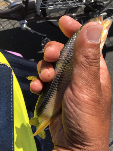 カワムツの釣果