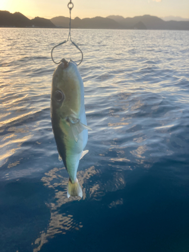 フグの釣果