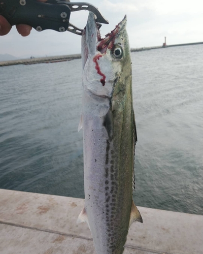 サゴシの釣果