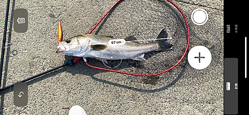 シーバスの釣果