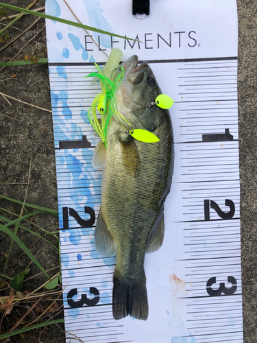 ブラックバスの釣果