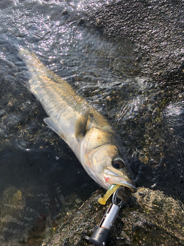 スズキの釣果