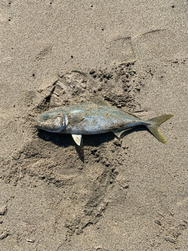 イナダの釣果