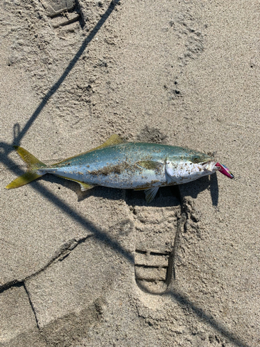 イナダの釣果