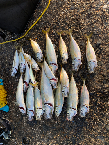 アジの釣果