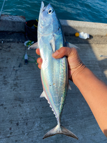 ソウダガツオの釣果