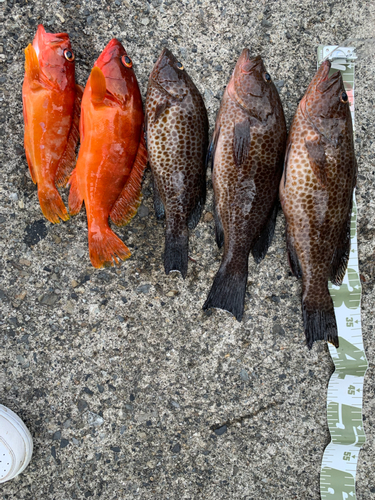 オオモンハタの釣果