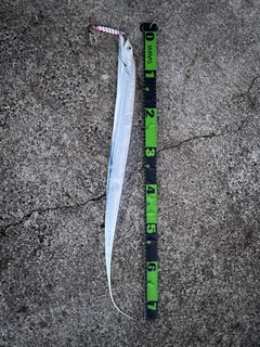 タチウオの釣果