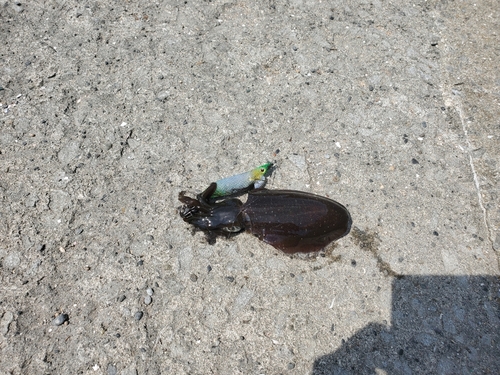 コウイカの釣果