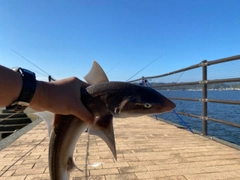 ホシザメの釣果