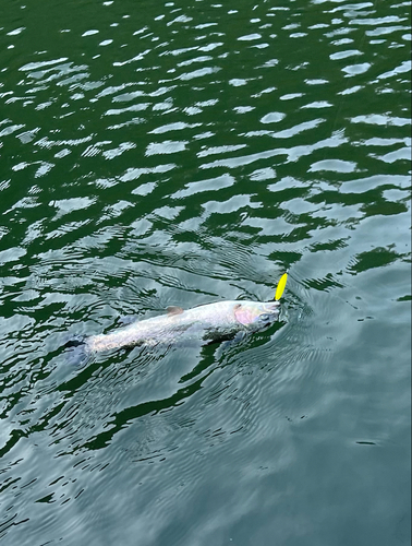 ニジマスの釣果