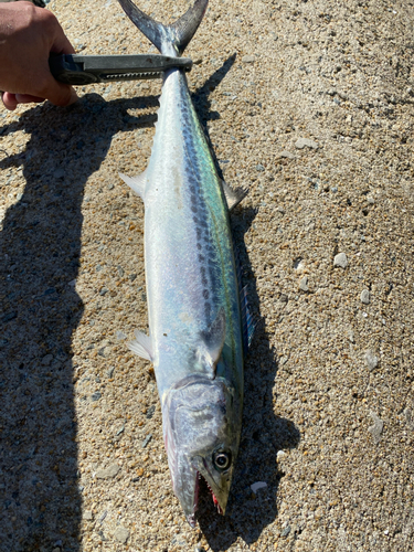 サゴシの釣果