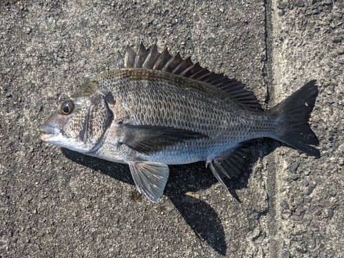 クロダイの釣果