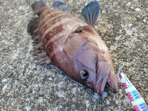 マハタの釣果