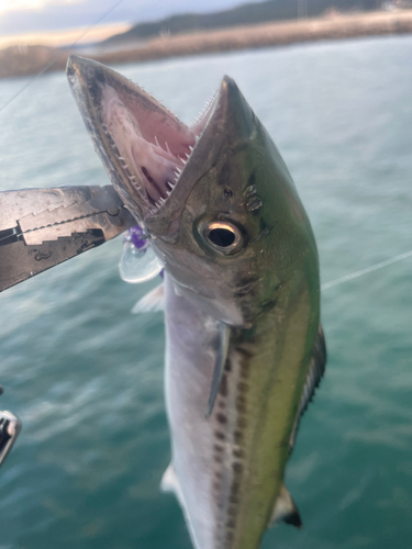 サゴシの釣果