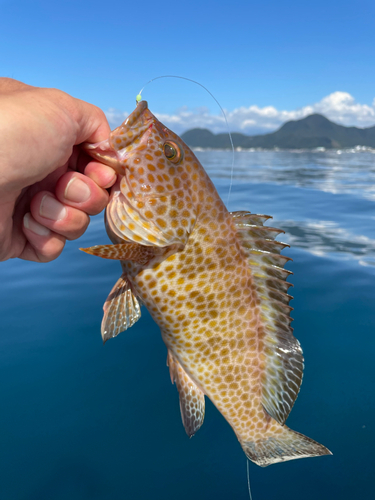 オオモンハタの釣果