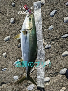 ブリの釣果