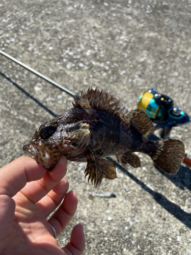 クロソイの釣果