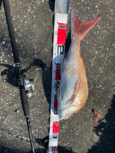 マダイの釣果