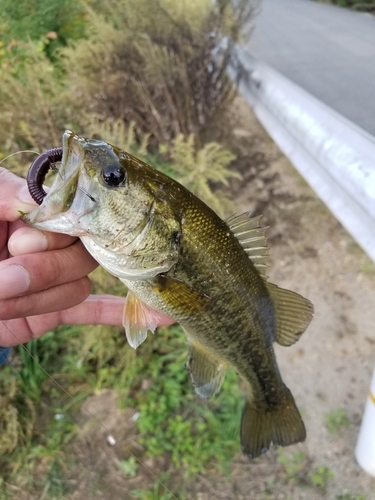 ラージマウスバスの釣果