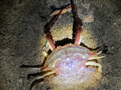 タイワンガザミの釣果