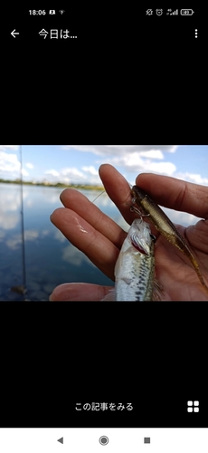 ブラックバスの釣果