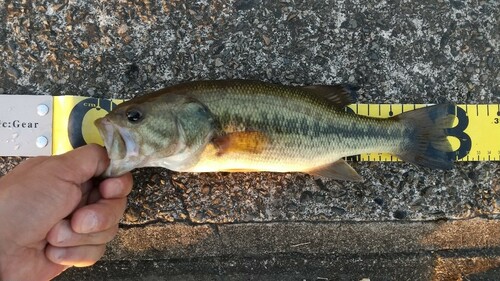 ブラックバスの釣果