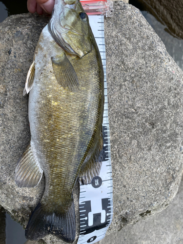 スモールマウスバスの釣果