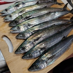 サゴシの釣果