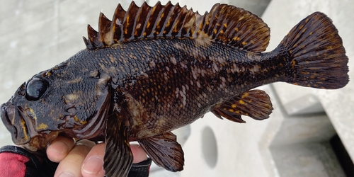 オウゴンムラソイの釣果