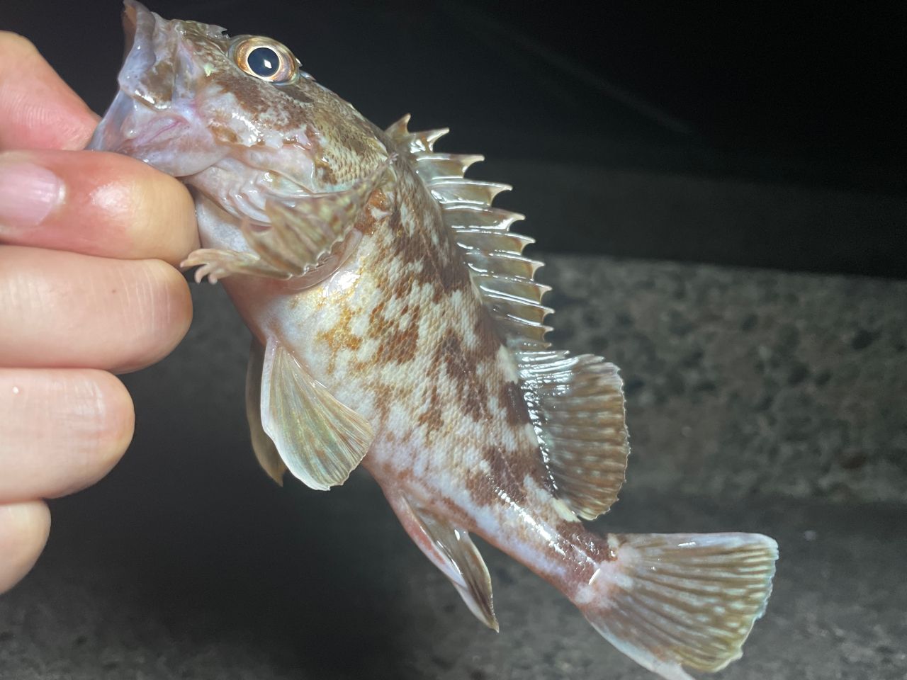カサゴ