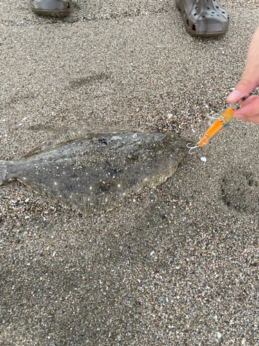 ヒラメの釣果