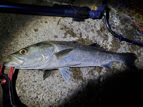 フッコ（マルスズキ）の釣果