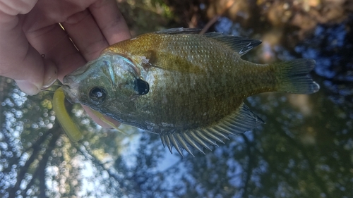 ブルーギルの釣果