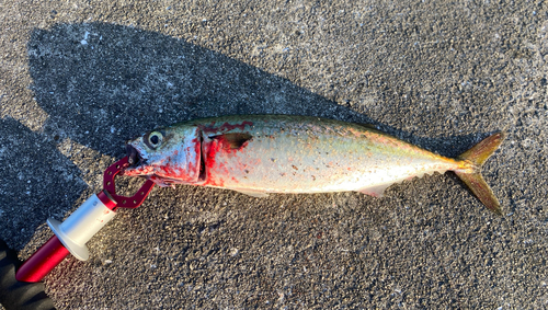 サバの釣果