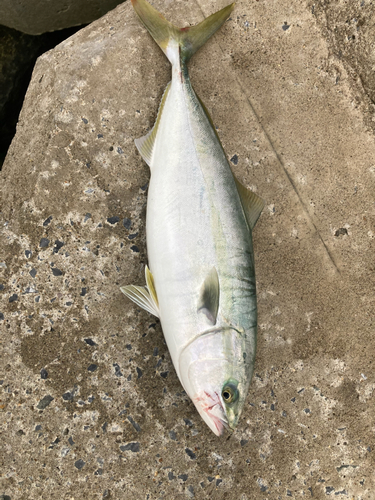 イナダの釣果