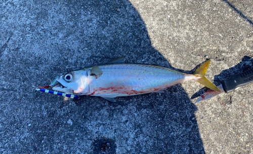 サバの釣果