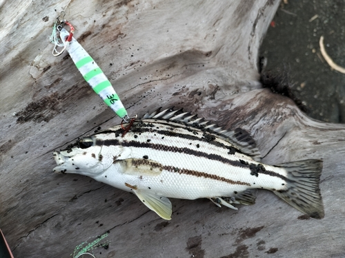 シマイサキの釣果