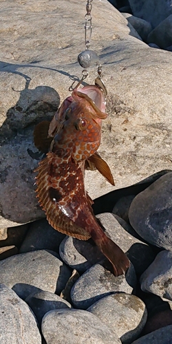 キジハタの釣果