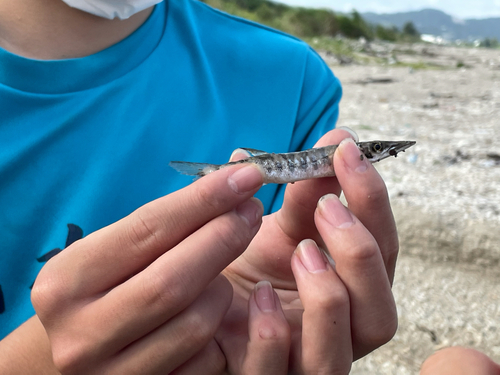 カマスの釣果