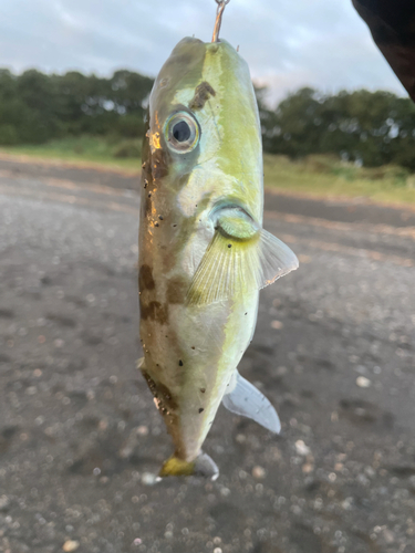 シロサバフグの釣果