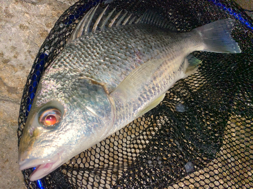 ホシミゾイサキの釣果