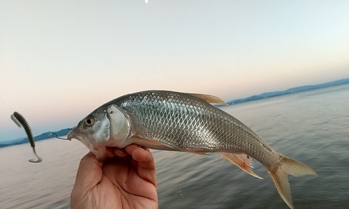 ハスの釣果