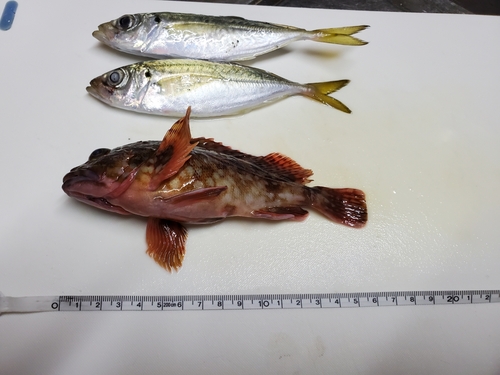 アジの釣果